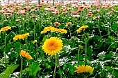 gerbera, blossom, bloom, flower, petal, shaft, plant, grow, warm, critter, haze, steam, vapor, climate, yellow, pink, orange colour, orange, column, green, glass, greenery, glasshouse, window, CD 0026, Kiss L�szl�, L�szl� Kiss