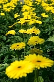 gerbera, flower, flowers, plant, grow, warm, critter, haze, steam, vapor, climate, magenta, red, yellow, CD 0026, green, Kiss L�szl�, L�szl� Kiss