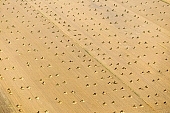 hemp, junk, hemp production, air photograph, air photo, aerials, aerial, Mindszent, order, frame, method, regime, set-up, system, systemic, yellow, sheaf, bale, summer, housing, harvest, field, meadow, hemp trade, hemp bond, hemp transport, air photos, Hungary, birds eye view, high, environment, ambience, plan, air, of birds eye view, regular, bag, poke, cod, sac, sack, string, tether, cord, line, tie, twine, CD 0029, Kiss L�szl�, L�szl� Kiss