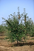 apple, green, yellow, unseasoned, red, fruit, leaf, leaves, tree, limb, fruit tree, apple tree, mature, orchard, garden, agriculture, countryside, grower, farmer, gardener, nature, bio, health, healthy lifestyle, fitness, wellness, vitamins, delicious, juicy, round, eatable, edible, food, sunlight, sunshine, morning, growth, market, still-life, much, bunch, outdoors, knowledge, tree of knowledge, Eden, Europe, Hungary, loneliness, lonely, blue sky, burden, heavy, ground, soil, outside, Kiss L�szl�, L�szl� Kiss