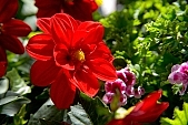 bravery, finery, pomp, blossom, bloom, flower, petal, tile, houseplant, pot plant, potted plant, leaf, flavor, aroma, odor, perfume, scent, soil, plant, life, happiness, garden, decor, pink, red, exhibition, green, spring, beauty, beautiful, pretty, beauteous, CD 0033, begonia, Kiss L�szl�, L�szl� Kiss