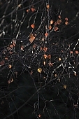 tree, limb, leaf, leaves, branch, bough, twig, branches, bole, tree trunk, sky, blue, darkness, blackness, night, black, pinkish-purple, mysterious, autumn, clour of autumn, nature, passing, forest, red, yellow, brown, shining gold, glittering gold, colourful, vivid, park, plant, green, greenery, birch tree, white treetrunk, CD 0014, Kiss L�szl�, L�szl� Kiss