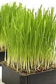 wheat, green, white, white background, Luca, Luca name-day, drop, drops, water drop, wheatgerm, soil, tile, flower-pot, plant, care of plants, rudiment, root, December, Christmas, air, to be of tender age, firstling, national traits, national peculiarities, ethnography, photo, foto, photos, photographs, photograph, picture, image, scenery, images, pictures, ad, ads, rf, scenes, Kiss L�szl�, L�szl� Kiss