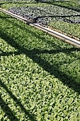 hothouse plant, nurseling, seed-bed, hall, greenery, heater, aspersion, alimentary substances, eutrophic, ground, bin, window box, hose, warm, critter, haze, steam, vapor, microclime, paprika, tomato, cabbage, kohlrabi, turnip cabbage, cauliflower, cucumber, green, lettuce, Felgy�, flower, flower plant, to close, , to stand up, to grow up, plant physiology, shoot, at the very start, evolution, to cultivate, rich vegetation, lookout, dank, humid, lush, moist, wet, growth, flora, vegetable kingdom, vegetable life, woman, to burgeon, sun, shadow, outdoors, without doors, nature, natural world, new beginning, new start, straight, shaft, sprit, capillary, root, indoors, within, equipment, apparatus, lustful, gross, fullness, plentiful, vascular plant, alone, to align, to straighten, grown, germination, nursling, beginning, leaf on a plant, down, beauty, color, colour, delicacy, photosynthesis, oxygen, carbon dioxide, glasshouse, blossom, view, CD 0012, Kiss L�szl�, L�szl� Kiss