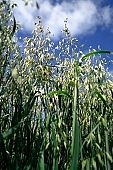 oats, plant, agricultural cultivation of plants, farmland, agriculture, feed, fodder, forage, farm product, food product, groceries, animal fodder, oat-grain, oatflake, oatmeal, fodder-plant, spike, cereals, CD 0052, Kiss L�szl�, L�szl� Kiss