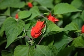 bravery, finery, pomp, garden, decor, pink, red, exhibition, leaf, flavor, aroma, odor, perfume, scent, soil, plant, life, happiness, blossom, bloom, flower, petal, houseplant, pot plant, potted plant, green, spring, beauty, beautiful, pretty, beauteous, CD 0033, Kiss L�szl�, L�szl� Kiss