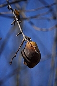 fruit skin, fruit jacket, fruit tree, branch, bough, twig, branches, deadwood, dead bough, yellow, reddish, day, daytime, tree, pear, pears, two pears, pear tree, pear trees, plant, outdoors, outside, garden, fruit, orchard, sunlight, ripe, unseasoned, overripe, weazened, mildew, black, spotty, dry-rotten, rotten, season, autumn, warden, stewed fruit, conserve, bottled fruit, to mature, sleepy, core, jacket, form, shape, candied peel, pear shape, color, colour, colors, colours, sagging, to sag, CD 0014, Kiss L�szl�, L�szl� Kiss
