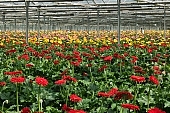 gerbera, flower, petal, shaft, plant, very much, organized rows, rows, grow, amiable, beautiful, warm, critter, haze, steam, vapor, climate, red, magenta, purple, orange, yellow, green, glass, greenery, glasshouse, light, thermal, heater, window, backlight, backlit, CD 0026, Kiss Lszl, Lszl Kiss