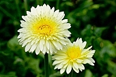 gerbera, flower, petal, shaft, plant, grow, warm, critter, haze, steam, vapor, climate, white, yellow, green, glass, double, greenery, glasshouse, light, thermal, heater, window, CD 0026, Kiss Lszl, Lszl Kiss