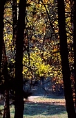 autumn, tree, botanical garden, trees, yellow, brown, sunlight, grounds, parkland, forest, green, silence, quiet, recreation, relaxation, repose, rest, peace, leaf, leaves, branch, bough, twig, branches, CD 0046, Kiss L�szl�, L�szl� Kiss