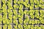 hothouse plant, nurseling, seed-bed, hall, greenery, heater, aspersion, alimentary substances, eutrophic, ground, bin, window box, hose, warm, critter, haze, steam, vapor, microclime, paprika, tomato, cabbage, kohlrabi, turnip cabbage, cauliflower, cucumber, green, lettuce, Felgy�, flower, flower plant, to close, , to stand up, to grow up, plant physiology, shoot, at the very start, evolution, to cultivate, rich vegetation, lookout, dank, humid, lush, moist, wet, growth, flora, vegetable kingdom, vegetable life, woman, to burgeon, outdoors, without doors, nature, natural world, new beginning, new start, straight, shaft, sprit, capillary, root, indoors, within, equipment, apparatus, lustful, gross, fullness, plentiful, vascular plant, alone, to align, to straighten, grown, germination, nursling, beginning, leaf on a plant, sun, down, beauty, color, colour, delicacy, photosynthesis, oxygen, carbon dioxide, CD 0012, Kiss L�szl�, L�szl� Kiss