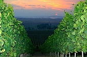 grapes, cordon, arbor, hill, hillside, delicious, juicy, eatable, edible, vitamins, bio, health, healthy lifestyle, wellness, fitness, wine, parallel, limitless, perspective, village, countryside, nature, vine, vine-stock, vineyard, grapes garden, bunch of grapes, cluster of grapes, cluster, curl, vintage, vineculture, vine-arbor, sun, sunlight, sunshine, sky, canopy of heaven, cope of heaven, firmament, close-up, standing, fall of day, dawn, cloud, sun-ray, descending, colourful, vivid, clouds, sunset, picture, dust, smoke, fume, wide, distant, aslope, rain, red, yellow, orange, final, last, ultimate, ray, sunbeam, sun, night, evening, flash, in the cloud, organized rows, recumbent, sun-disk, goldyellow, backlight, chemical, blue vitriol, spray, sparge, sprinkle, vaporized, rows, Kiss L�szl�, L�szl� Kiss
