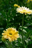 gerbera, flower, flowers, plant, grow, warm, critter, haze, steam, vapor, climate, magenta, yellow, green, leaves, leaf, CD 0026, Kiss L�szl�, L�szl� Kiss