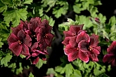 freesia, lacyflower, brindle, pied, variegated, fancy, tressed, tressy, , delicious, drone, phalanx, phalanges, stamen, leaf, green, blossom, bloom, flower, plant, petal, flavor, aroma, odor, perfume, scent, shaft, decor, bravery, finery, pomp, bouquet, exhibition, life, happiness, spring, meadow, field, nature, Kiss L�szl�, L�szl� Kiss