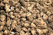 beet, sugar beet, soil, ground, mud, brown, carrot, sugar, close-up, outdoors, outside, agriculture, grower, producer, farmer, Kiss L�szl�, L�szl� Kiss