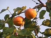 fruit, peach, horticulture, juicy, uscious, sweet, vitamins, bio, health, healthy, healthy lifestyle, wellness, fitness, yellow, sunlight, light, leaf, green, leaves, nature, garden, cultivation, delicious, peaches