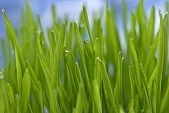 wheat, green, orange colour, Luca, Luca name-day, drop, drops, water drop, soil, tile, flower-pot, plant, care of plants, December, Christmas, air, to be of tender age, firstling, national traits, national peculiarities, ethnography, photo, foto, photos, photographs, photograph, picture, image, scenery, images, pictures, ad, ads, rf, scenes, Kiss L�szl�, L�szl� Kiss