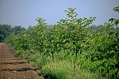 apple, green, yellow, unseasoned, fruit, leaf, leaves, tree, limb, fruit tree, apple tree, avenue, row, mature, orchard, garden, agriculture, countryside, grower, farmer, gardener, nature, bio, health, healthy lifestyle, fitness, wellness, vitamins, delicious, juicy, round, eatable, edible, food, sunlight, sunshine, blue sky, morning, growth, market, still-life, much, bunch, outdoors, knowledge, tree of knowledge, Eden, Europe, Hungary, perspective, shadow, forest, soil, ground, walnut, beer, outside, Kiss L�szl�, L�szl� Kiss