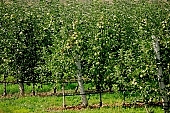 apple, green, yellow, unseasoned, fruit, leaf, leaves, tree, limb, fruit tree, apple tree, avenue, row, mature, orchard, garden, agriculture, countryside, grower, farmer, gardener, nature, bio, health, healthy lifestyle, fitness, wellness, vitamins, delicious, juicy, round, eatable, edible, food, sunlight, sunshine, blue sky, morning, growth, market, still-life, much, bunch, outdoors, knowledge, tree of knowledge, Eden, Europe, Hungary, perspective, shadow, ground, soil, forest, rows, arbor, hose-pipe, stick, Kiss Lszl, Lszl Kiss