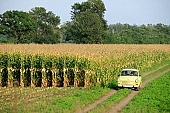 corn, cornfield, agriculture, agricultural land, arable, clod, earth, field, ploughland, tillage, plow, cloud, clouds, meadow, grower, producer, yellow, brown, green, tree, blue, sky, blue sky, bush, bushes, perspective, outdoors, outside, front of, soldierly, order, regular, parallel, beer, rows, road, car, people, peasant, Trabant, Kiss L�szl�, L�szl� Kiss