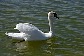swan, white, animal, lake, untamed, wild, Sandorfalva, sand, beach, fisher, swim, drift, web, swan-neck, Kiss Lszl, Lszl Kiss
