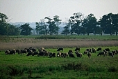 herd, sheperd, animal, breeding, sheep, sheeps, nature, countryside, agriculture, agricultural land, field, meadow, tree, trees, grass, sky, wind, wind-blowed, silence, quiet, lay, laid, lie, recreation, relaxation, repose, rest, corn, cornfield, browse, pasture, grazer, grazing, flock, pack, horde, drove, fold, to herd, animals, Kiss Lszl, Lszl Kiss