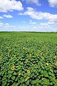 sunflower field, farm product, horizon, sunflower s plate, sunflower, agrarian production, plantation, core, sunflower-seed oil, boundary, food product, groceries, farmland, agriculture, plant, sunflower leaves, sky, blue, blue sky, cloud, farm produce, sunshine, sunny, sunlit, sunflowers, leaf, green, husk, blossom, bloom, flower, oil, plate, feed, fodder, forage, summer, on the sun, rotary, pollen, petal, pounce, pistil, yellow, brown, shaft, CD 0052, Kiss Lszl, Lszl Kiss