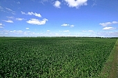 corn-growing, corncob, farmland, corn-stalk, corn yield, agriculture, horizon, blue sky, cloud, sky, of birds eye view, feed, fodder, forage, leaf of maize, sweet corn, fodder corn, cob, corn, corn field, growth, corn-eye, green, farm product, cornflour, floss, green corn, corn-cob, domestic animal corn, corn-oil, field, plough-land corn, CD 0052, Kiss L�szl�, L�szl� Kiss