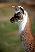 llama baby, field, reserve, animal, to spit, homestead, farm, llama hair, llama shirting, llama, boondocks, boonies, nature, breeding, 2008, CD 0020, Kiss Lszl, Lszl Kiss