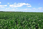 farmland, corn-stalk, corn yield, agriculture, horizon, blue sky, cloud, sky, of birds eye view, feed, fodder, forage, corn-growing, leaf of maize, sweet corn, fodder corn, cob, corn, corn field, growth, corn-eye, green, farm product, cornflour, corncob, floss, green corn, corn-cob, domestic animal corn, corn-oil, field, plough-land corn, CD 0052, Kiss L�szl�, L�szl� Kiss