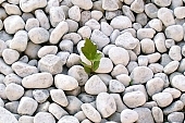 stone, stones, gravel, pebble, scree, river ballast, shingle, rock, begin, beginning, new, many, life, revival, renewal, start, birth, go, hope, healing, restoration, miracle, build, nature, environment, safety, tree, plant, leaf, leaves, green, urban, town, city, alone, lonelely, loneliness, grey, white