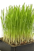 wheat, green, white, white background, Luca, Luca name-day, drop, drops, water drop, wheatgerm, soil, tile, flower-pot, plant, care of plants, rudiment, root, December, Christmas, air, to be of tender age, firstling, national traits, national peculiarities, ethnography, photo, foto, photos, photographs, photograph, picture, image, scenery, images, pictures, ad, ads, rf, scenes, Kiss L�szl�, L�szl� Kiss