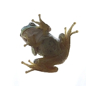 frog, tree frog, flippers, window, windowpane, perspective, green, gelationus, animal, grip, bullfrog, spread-eagle, froggy, 2007, CD 0051, Kiss L�szl�, L�szl� Kiss