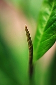 magnolia, plant, green, Depth of Field, macro, DOF, spring, exhibition, beauty, beautiful, pretty, bloom, beauteous, passion, leaf, colourful, vivid, shaft, form, shape, background, CD 0103, Kiss Lszl, Lszl Kiss