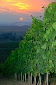 wine-country, wine-district, grapes, cordon, arbor, hill, Tokaj, hillside, delicious, juicy, eatable, edible, vitamins, bio, health, healthy lifestyle, wellness, fitness, skin, parallel, limitless, perspective, village, countryside, nature, vine-stock, vine, vineyard, grapes garden, bunch of grapes, cluster of grapes, cluster, curl, vintage, vineculture, vine-arbor, sun, sunlight, sunshine, sky, close-up, standing, flash, fall of day, dawn, cloud, sun-ray, descending, colourful, vivid, clouds, sunset, in the cloud, organized rows, recumbent, picture, image, scenery, dust, smoke, fume, wide, distant, aslope, rain, red, sun-disk, goldyellow, yellow, orange, backlight, backlit, final, last, ultimate, ray, sunbeam, sun, night, evening, chemical, blue vitriol, spray, sparge, sprinkle, vaporized, Kiss L�szl�, L�szl� Kiss