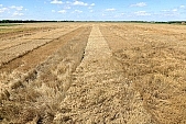 harvest, wheat flour, ear, wheat-crop, cornfield, wheat, grain, wheat-sheaf, food product, groceries, ripe, wheat grain, farm product, wheat-field, field of wheat, agriculture, cereals, wheat-growing, wheat-stalk, farmland, young wheat-crop, boundary, core, gold, wheatgerm, CD 0052, Kiss L�szl�, L�szl� Kiss