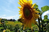 heliotrope, sunflower, turnsole, flower, plant, Hungary, Hungarian, Vac, land, landscape, scene, scenery, beauty spot, countryside, summer, summertime, agriculture, life, original, village, environment, habitat