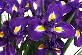 blossom, bloom, flower, flower show, cut flower, flower shop, florist, iris, flower-seed, flowery, bouquet, stack, leaf, shaft, decor, purple, yellow, horticulture, rich vegetation, a flower, green, budding, pistil, plant, color, colour, petal, CD 0200, Kiss László, László Kiss