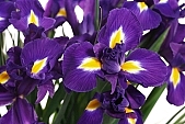 blossom, bloom, flower, flower show, cut flower, flower shop, florist, iris, flower-seed, flowery, bouquet, stack, leaf, shaft, decor, purple, yellow, horticulture, rich vegetation, a flower, green, budding, pistil, plant, color, colour, petal, CD 0200, Kiss Lszl, Lszl Kiss