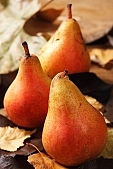 white butter pear, russet pear, warden, pear, leaf, autumn, summer, winter, hasting pear, red, yellow, orange, pear tree, growth, fruit, perry, william pear, CD 0088, Kiss László, László Kiss