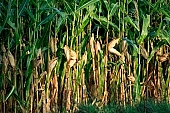 corn, cornfield, agriculture, agricultural land, arable, clod, earth, field, ploughland, tillage, plow, cloud, clouds, meadow, grower, producer, yellow, brown, green, tree, bush, bushes, perspective, outdoors, front of, soldierly, order, regular, parallel, row, rows, close-up, leaf, leaves, dry leaf, sunlight, sunshine, Kiss L�szl�, L�szl� Kiss