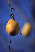 tree, pear, plant, outdoors, outside, garden, fruit, orchard, fruit tree, branch, bough, twig, yellow, day, sunlight, ripe, unseasoned, season, autumn, core, color, colour, colors, colours, CD 0014, pear tree, pear trees, deadwood, dead bough, reddish, warden, sleepy, jacket, form, shape, pear shape, one, one piece, sagging, to sag, branches, pears, stewed fruit, conserve, bottled fruit, to mature, fruit skin, fruit jacket, candied peel, daytime, CD 0014, Kiss L�szl�, L�szl� Kiss