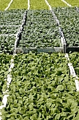 aspersion, alimentary substances, eutrophic, ground, bin, window box, Lada, hose, warm, critter, haze, steam, vapor, microclime, hothouse plant, nurseling, seed-bed, hall, greenery, glasshouse, heater, paprika, tomato, cabbage, kohlrabi, turnip cabbage, cauliflower, cucumber, lettuce, Felgyo, blossom, bloom, flower, flower plant, to close, to stand up, to grow up, plant physiology, shoot, at the very start, evolution, to cultivate, rich vegetation, lookout, view, dank, humid, lush, moist, wet, growth, flora, vegetable kingdom, vegetable life, woman, to burgeon, outdoors, without doors, nature, natural world, new beginning, new start, straight, shaft, sprit, capillary, root, indoors, within, equipment, apparatus, lustful, gross, fullness, plentiful, vascular plant, alone, to align, to straighten, grown, germination, nursling, beginning, leaf on a plant, sun, down, beauty, color, colour, delicacy, green, photosynthesis, oxygen, carbon dioxide, CD 0012, Kiss L�szl�, L�szl� Kiss