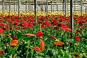 gerbera, flower, plant, grow, warm, red, blond, gardener, critter, haze, steam, vapor, climate, yellow, orange colour, drone, column, pink, green, glass, greenery, glasshouse, window, CD 0026, piping, Kiss L�szl�, L�szl� Kiss