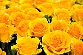 rose, blossom, bloom, flower, bouquet, yellow, green, prick, prickle, spine, thorn, bur, burr, dolly, prod, spike, spring, exhibition, beauty, beautiful, pretty, beauteous, passion, flavor, aroma, odor, perfume, scent, petal, leaf, rose bath, girdle, rope, wreath, flower petal, colourful, vivid, rambler, rose bush, shaft, rose-water, rose water, bed of roses, rosary, rosarium, rosaria, rose garden, rose-tree, rose-wood, attar, rose-window, wheel-window, rosebud, rose-leaf, rose-diamond, CD 0033, Kiss L�szl�, L�szl� Kiss