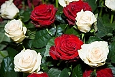 rose, blossom, bloom, flower, bouquet, red, white, redrose, green, love, valentine, valentines day, prick, prickle, spine, thorn, bur, burr, dolly, prod, spike, spring, exhibition, beauty, beautiful, pretty, beauteous, eternal, perpetual, eternal love, passion, flavor, aroma, odor, perfume, scent, petal, leaf, rose bath, wedding, nuptials, girdle, rope, wreath, flower petal, drone, colourful, vivid, marriage, marriage life, rambler, crimson rambler, rose bush, shaft, rose-water, rose water, bed of roses, rosary, rosarium, rosaria, rose garden, rose-tree, rose-wood, attar, rose-window, wheel-window, rosebud, rose-leaf, rose-diamond, CD 0033, Kiss L�szl�, L�szl� Kiss
