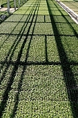 seed-bed, hall, greenery, glasshouse, heater, aspersion, alimentary substances, to burgeon, sun, hothouse plant, nurseling, eutrophic, ground, bin, window box, Lada, hose, warm, critter, haze, steam, vapor, microclime, paprika, tomato, cabbage, kohlrabi, turnip cabbage, cauliflower, cucumber, green, lettuce, Felgyo, blossom, bloom, flower, flower plant, to close, to stand up, to grow up, plant physiology, shoot, at the very start, evolution, to cultivate, rich vegetation, lookout, view, dank, humid, lush, moist, wet, growth, flora, vegetable kingdom, vegetable life, woman, shadow, outdoors, without doors, nature, natural world, new beginning, new start, straight, shaft, sprit, capillary, root, indoors, within, equipment, apparatus, lustful, gross, fullness, plentiful, vascular plant, alone, to align, to straighten, grown, germination, nursling, beginning, leaf on a plant, down, beauty, color, colour, delicacy, photosynthesis, oxygen, carbon dioxide, CD 0012, Kiss L�szl�, L�szl� Kiss
