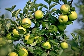apple, green, yellow, red, white, fruit, leaf, leaves, tree, limb, fruit tree, apple tree, mature, orchard, garden, agriculture, countryside, grower, farmer, gardener, nature, bio, health, healthy lifestyle, fitness, wellness, vitamins, delicious, juicy, round, eatable, edible, food, sunlight, sunshine, light, morning, growth, market, still-life, outdoors, knowledge, tree of knowledge, Eden, Europe, Hungary, shadow, burden, heavy, much, blue sky, outside, Kiss L�szl�, L�szl� Kiss