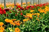 gerbera, flower, plant, grow, warm, critter, haze, steam, vapor, climate, yellow, red, orange colour, orange, drone, column, pink, green, glass, greenery, window, CD 0026, Kiss L�szl�, L�szl� Kiss