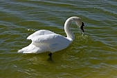swan, white, animal, lake, untamed, wild, Sandorfalva, sand, beach, fisher, swan-neck, Kiss Lszl, Lszl Kiss